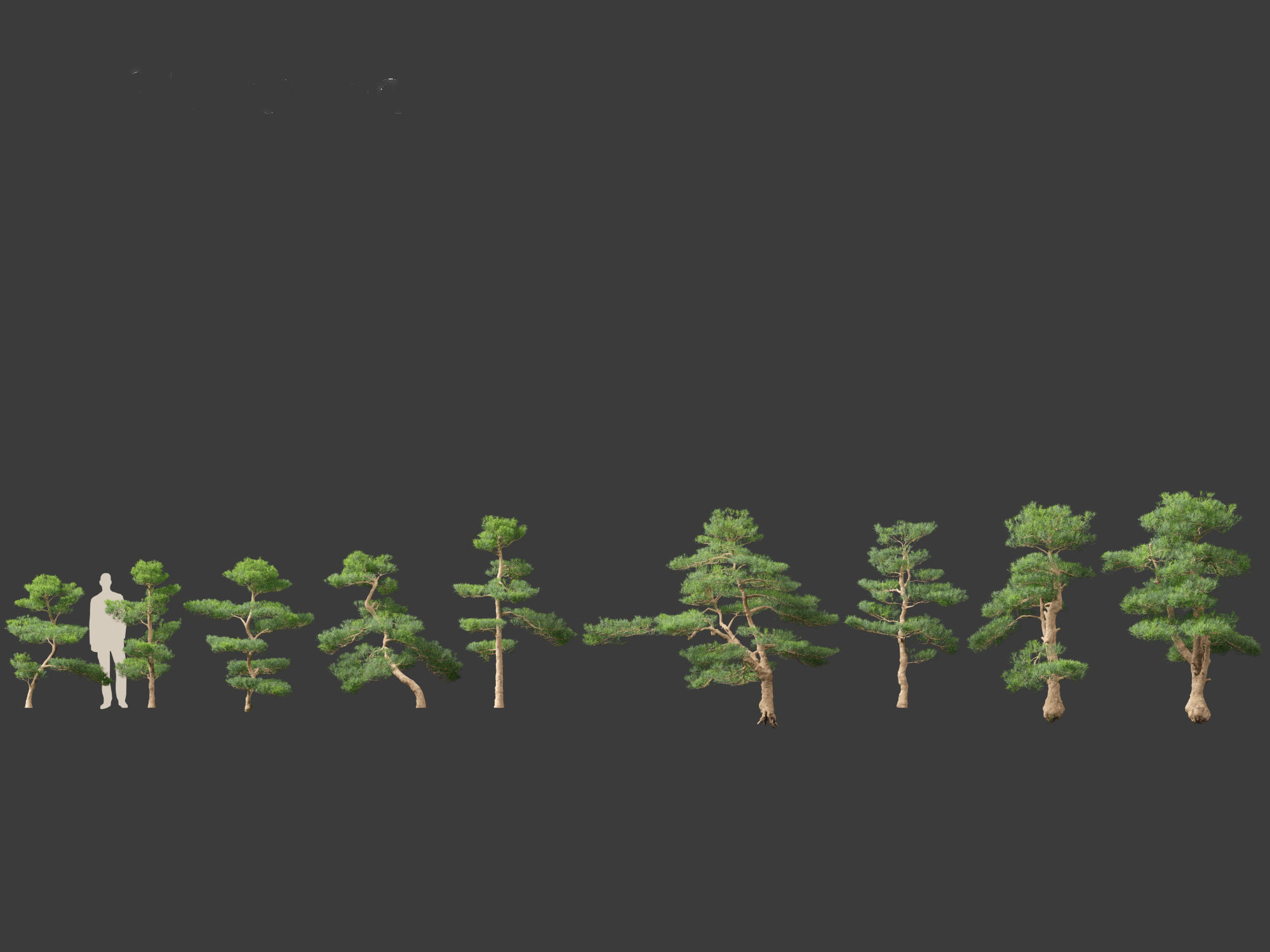 Podocarpus macrophyllus - Buddhist Pine 02 3D model_2
