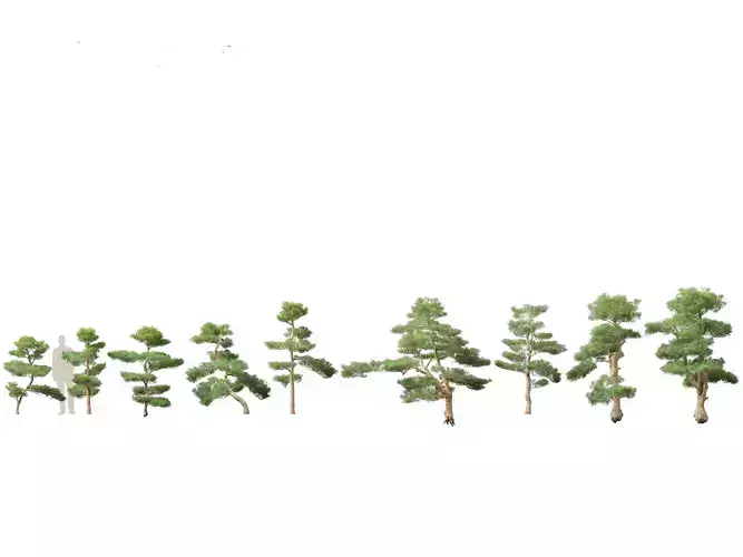 Podocarpus macrophyllus - Buddhist Pine 02 3D model