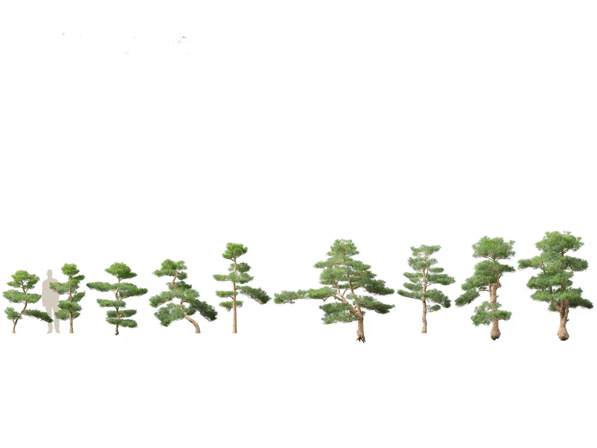 Podocarpus macrophyllus - Buddhist Pine 02 3D model_0