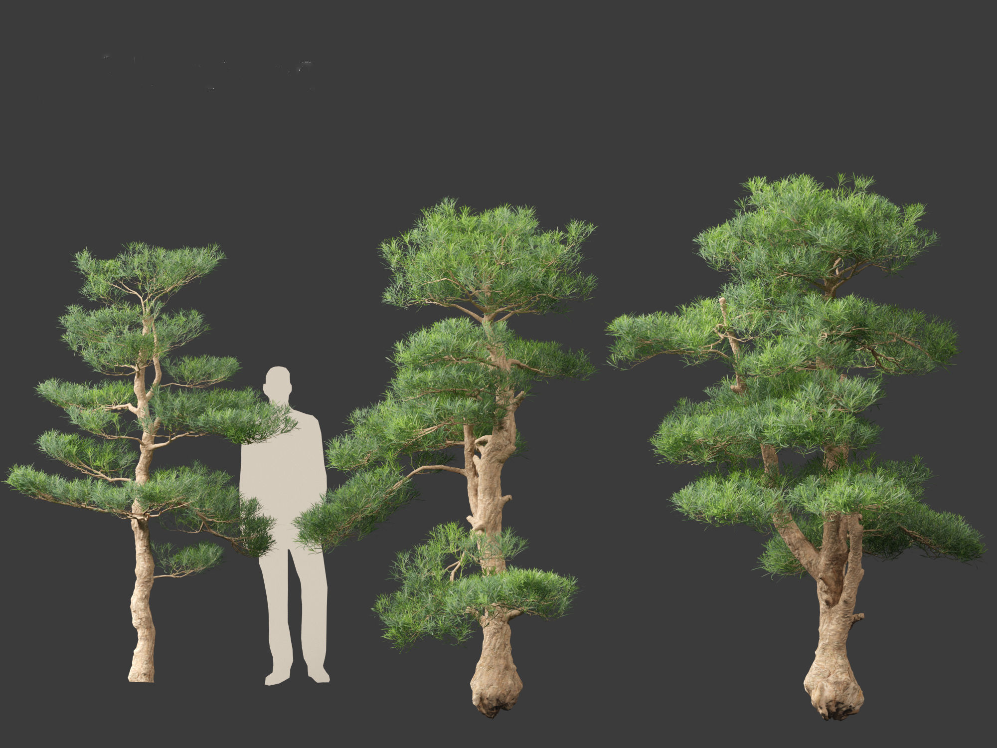 Podocarpus macrophyllus - Buddhist Pine 02 3D model_8