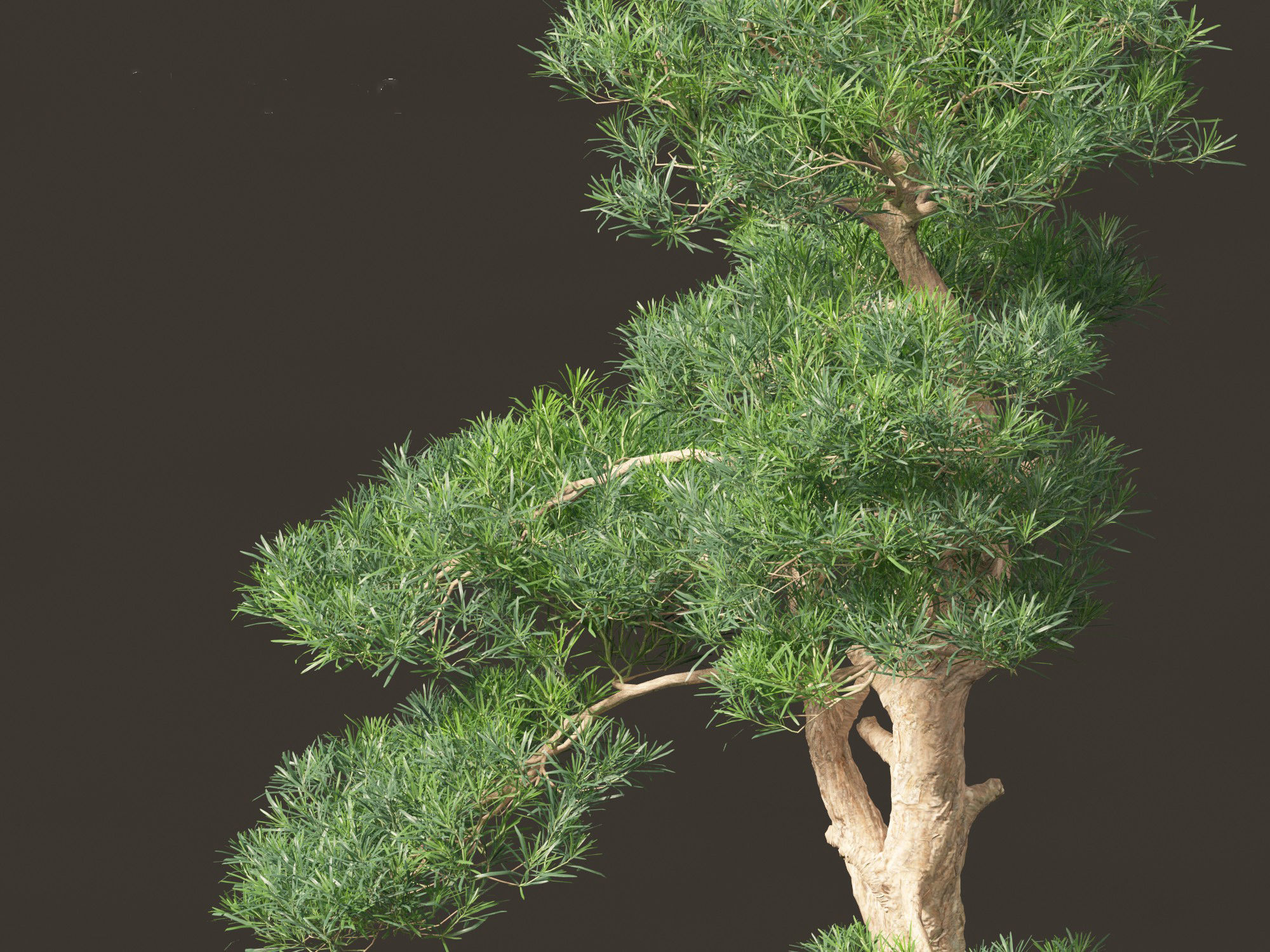 Podocarpus macrophyllus - Buddhist Pine 02 3D model_1