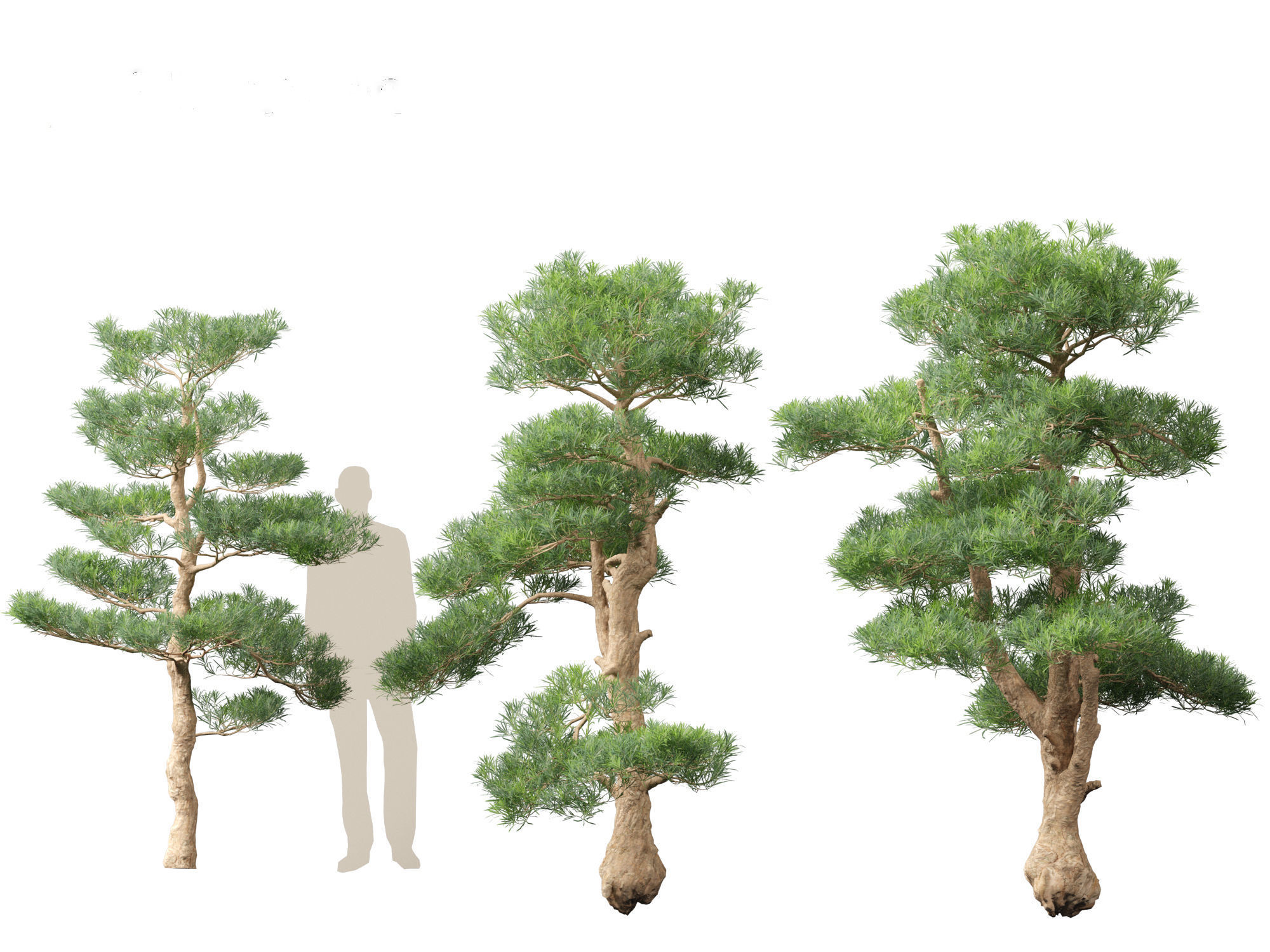Podocarpus macrophyllus - Buddhist Pine 02 3D model_7