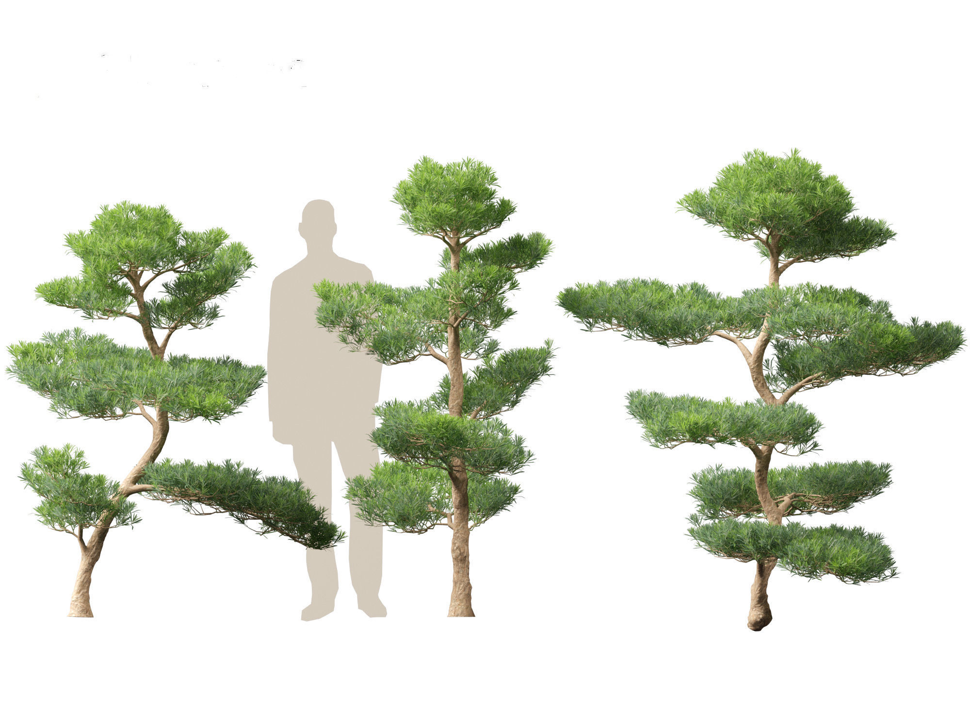 Podocarpus macrophyllus - Buddhist Pine 02 3D model_3