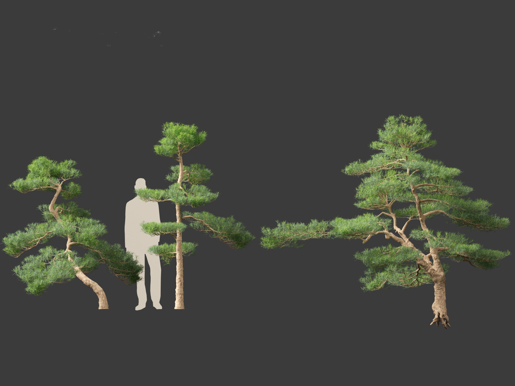 Podocarpus macrophyllus - Buddhist Pine 02 3D model_6