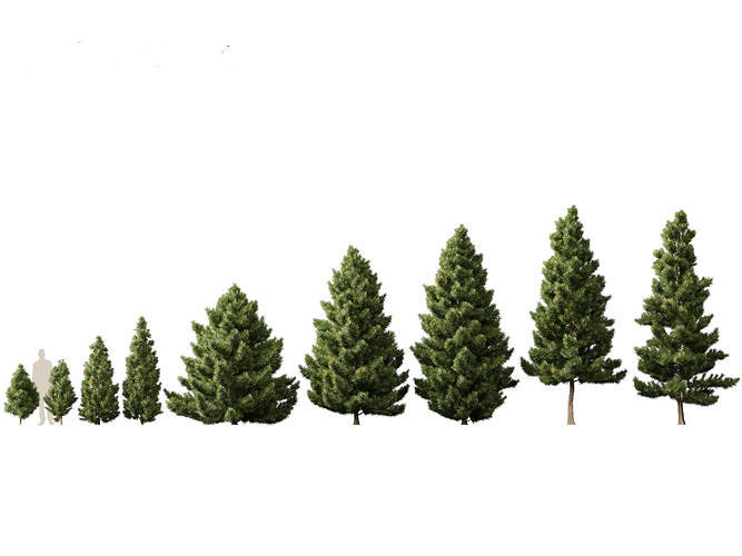 Sciadopitys verticillata - Japanese umbrella tree  3D model