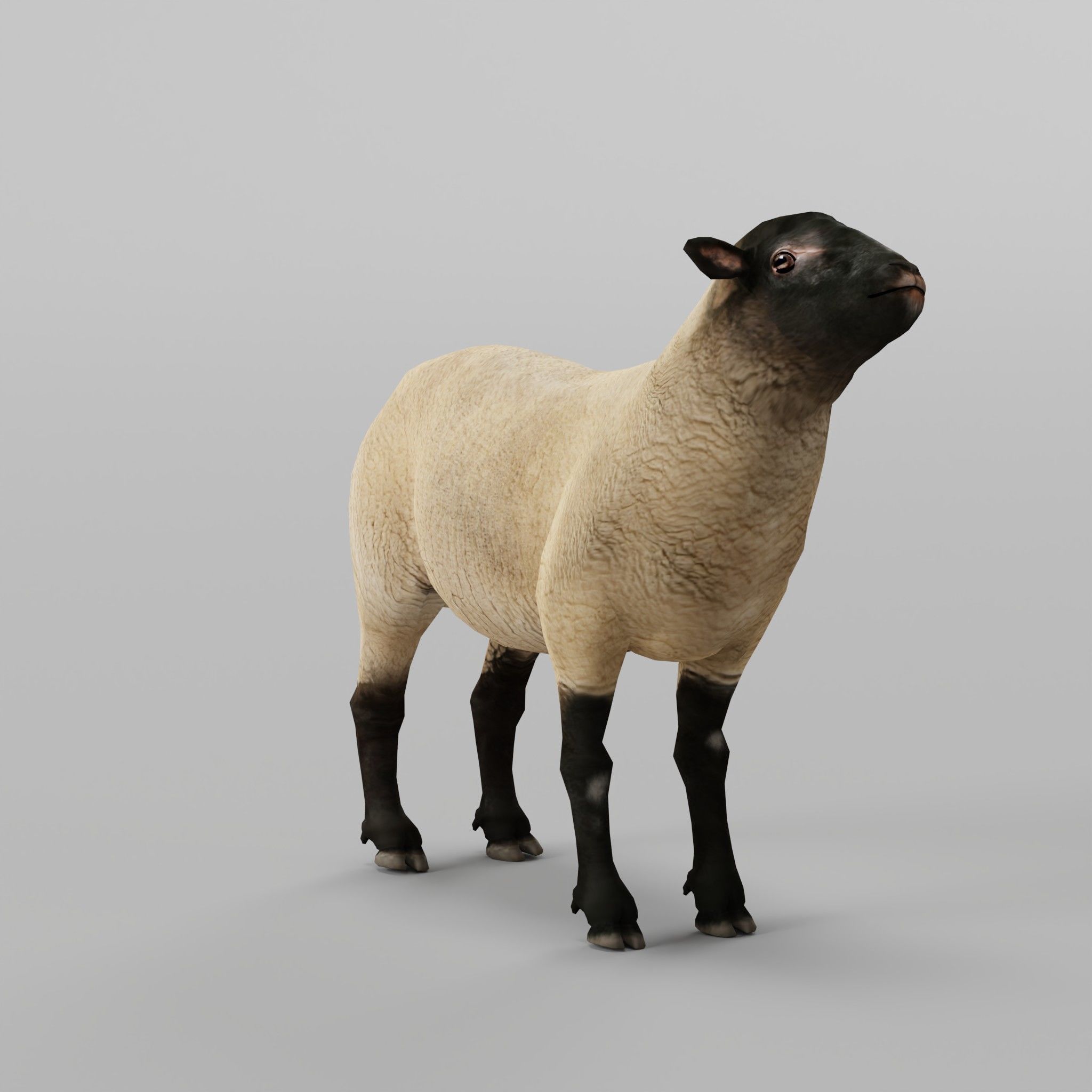 Suffolk Sheep Animal Low-poly 3D model_5