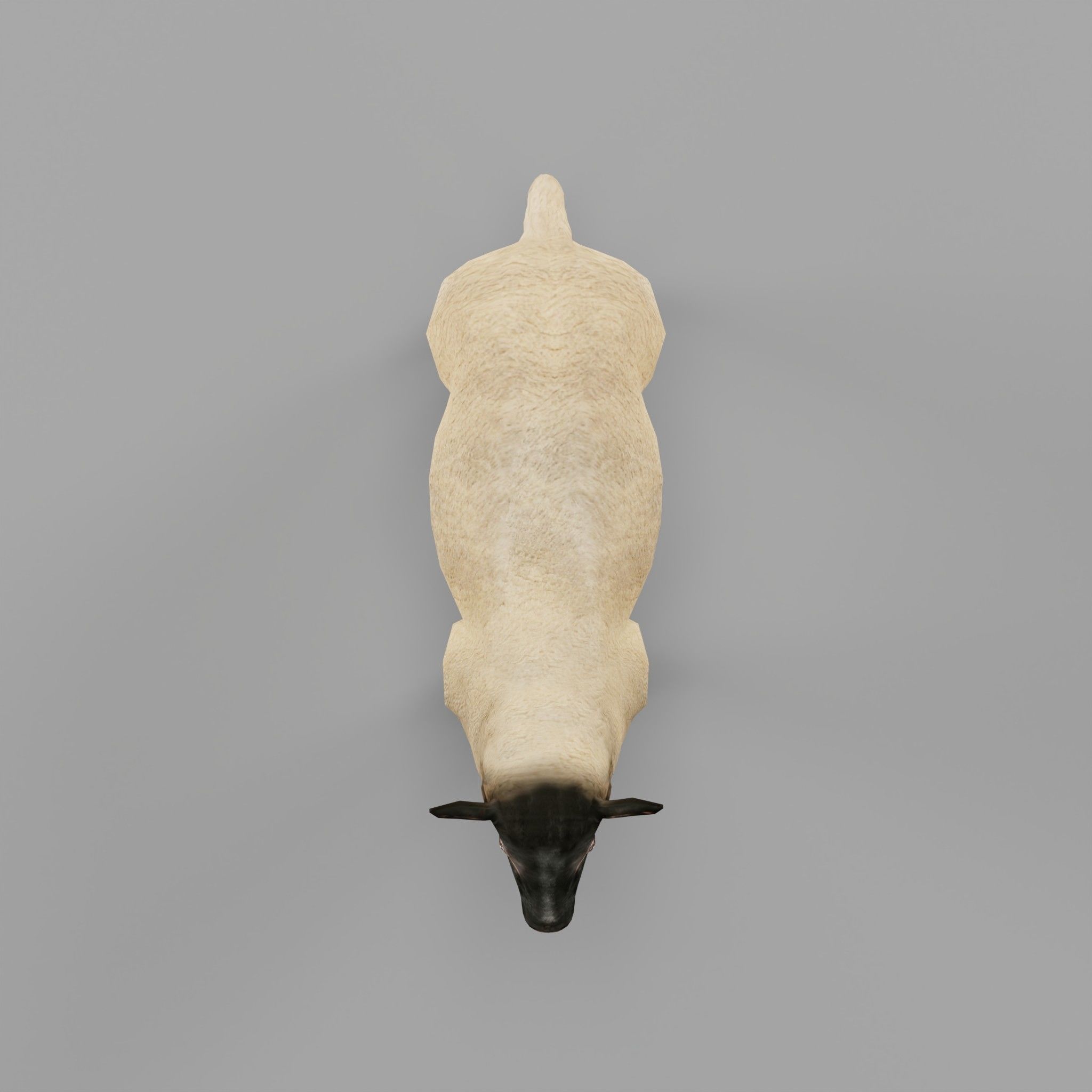 Suffolk Sheep Animal Low-poly 3D model_8