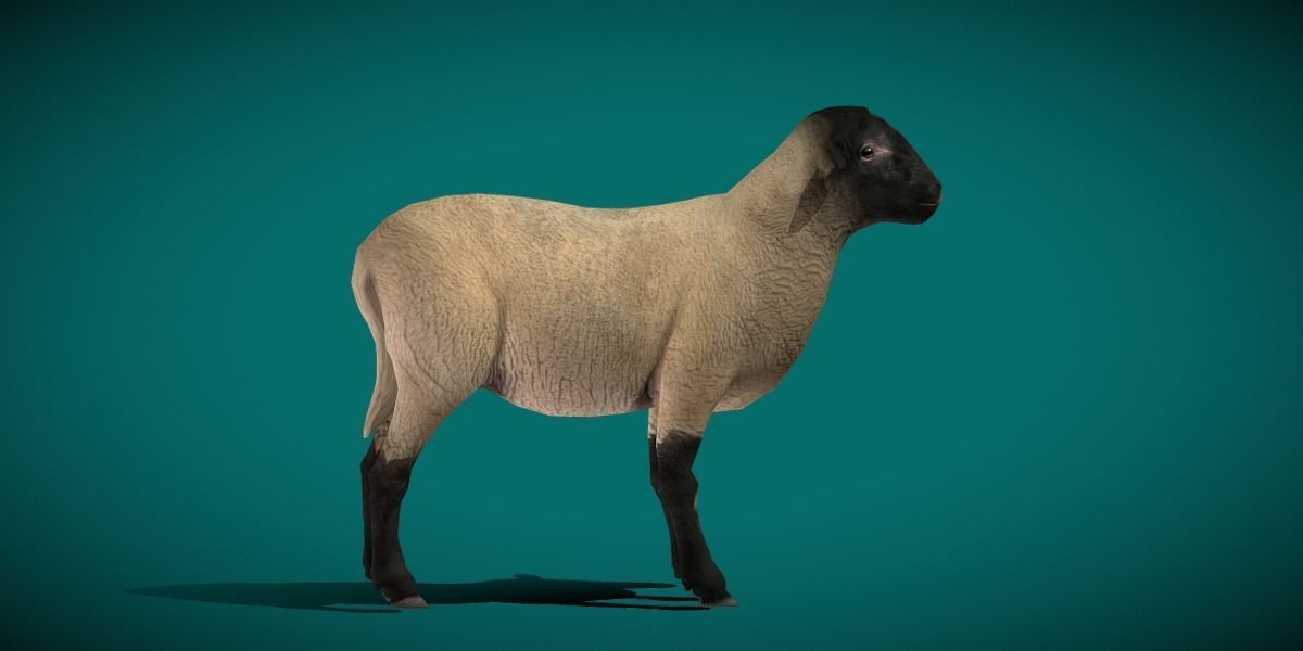 Suffolk Sheep Animal Low-poly 3D model_14