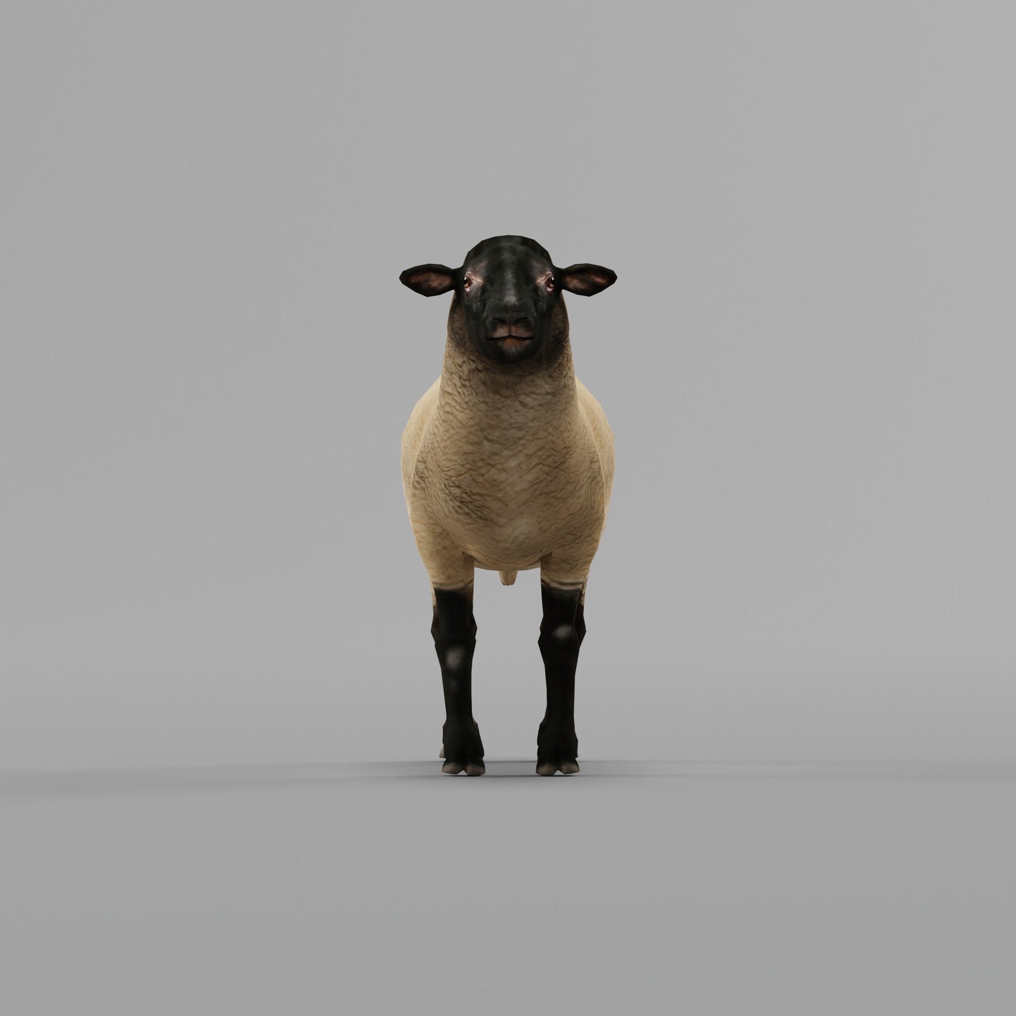 Suffolk Sheep Animal Low-poly 3D model_9