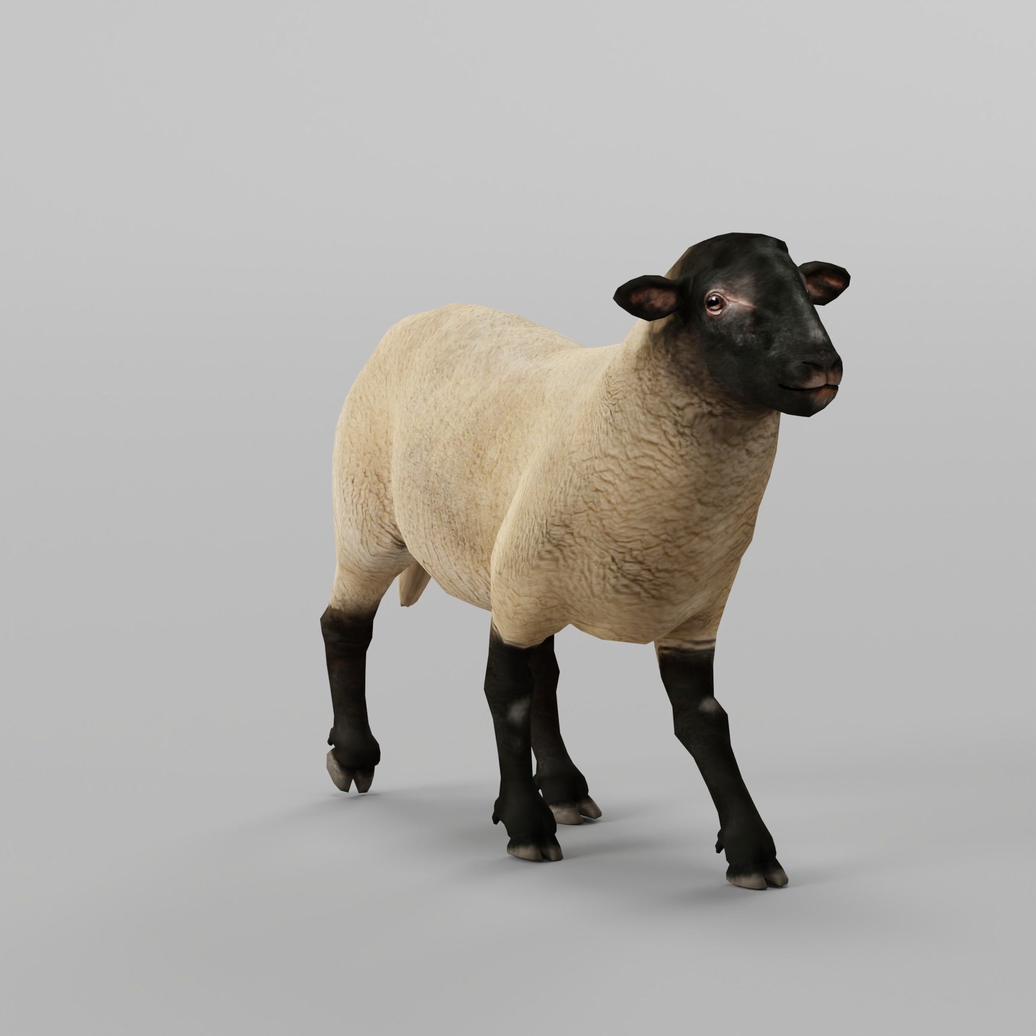 Suffolk Sheep Animal Low-poly 3D model_3