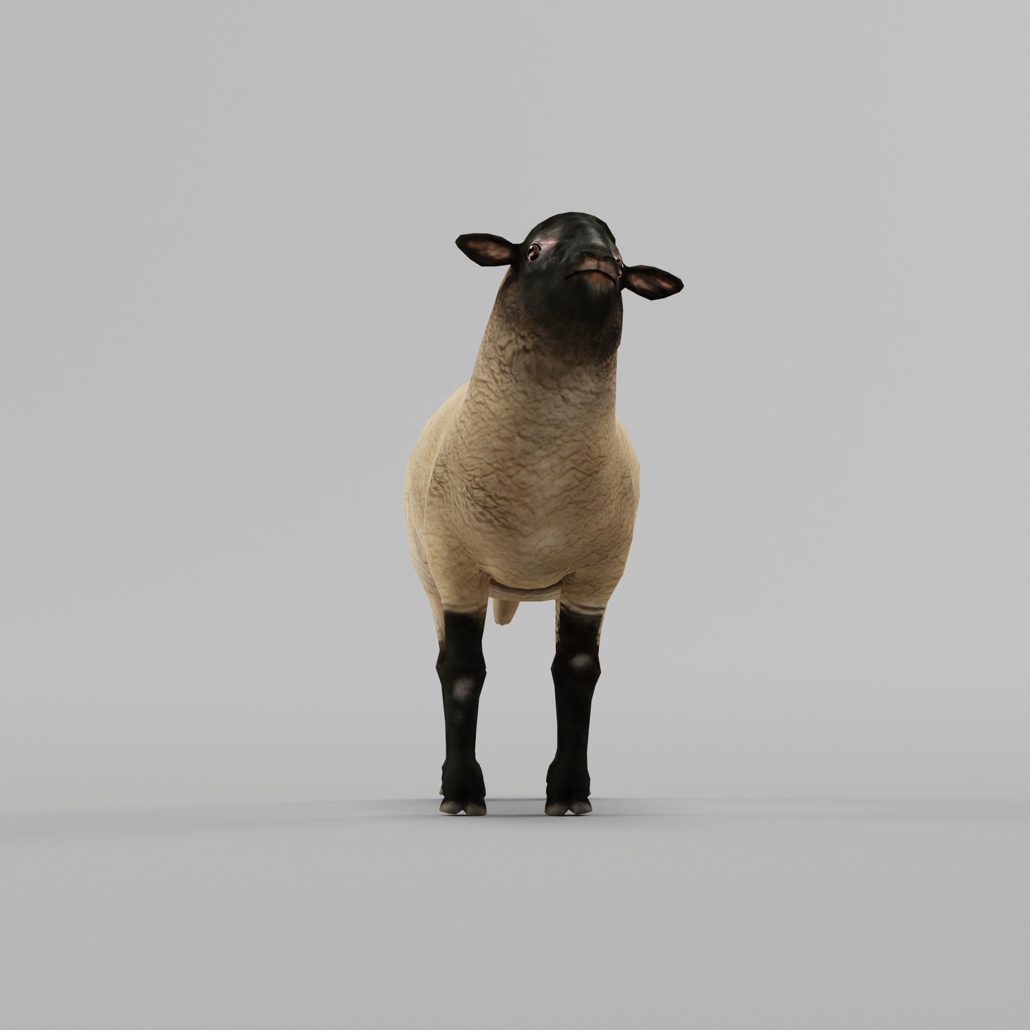 Suffolk Sheep Animal Low-poly 3D model_4