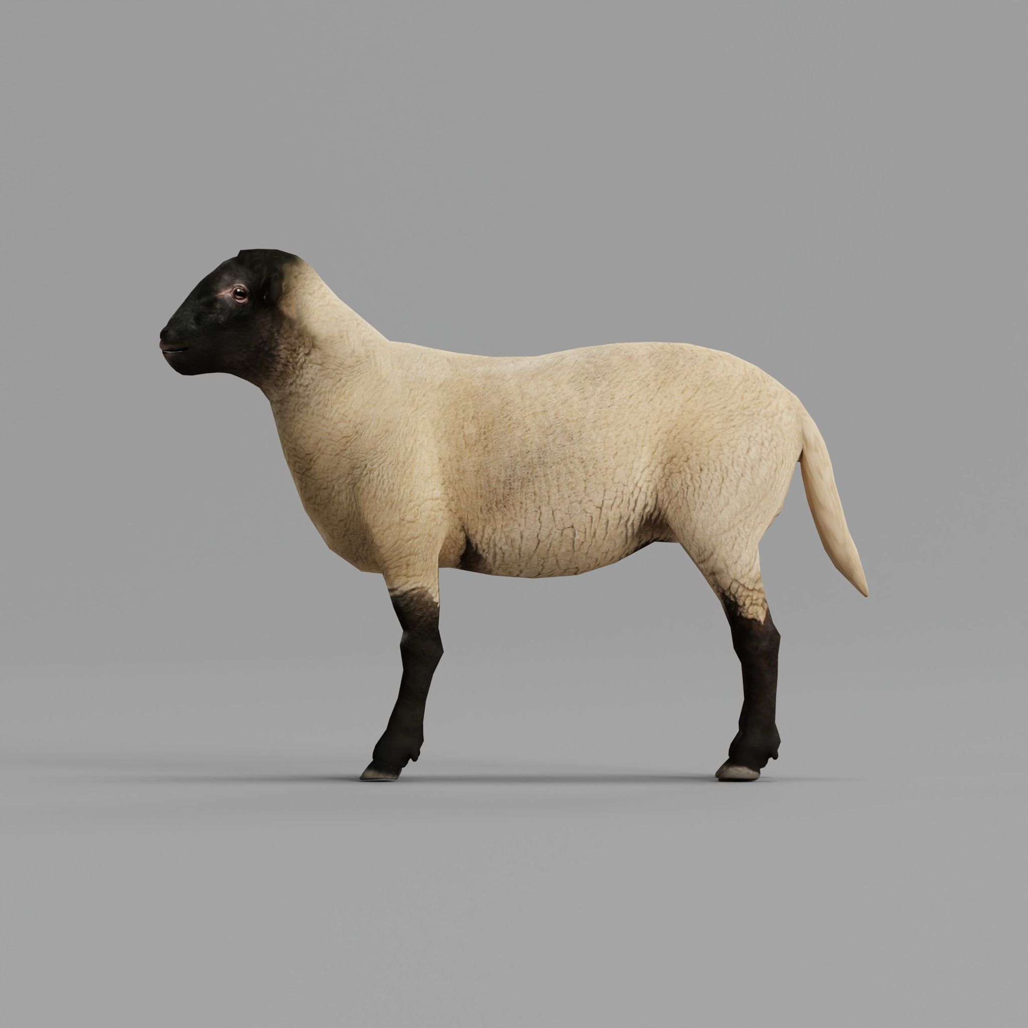 Suffolk Sheep Animal Low-poly 3D model_7