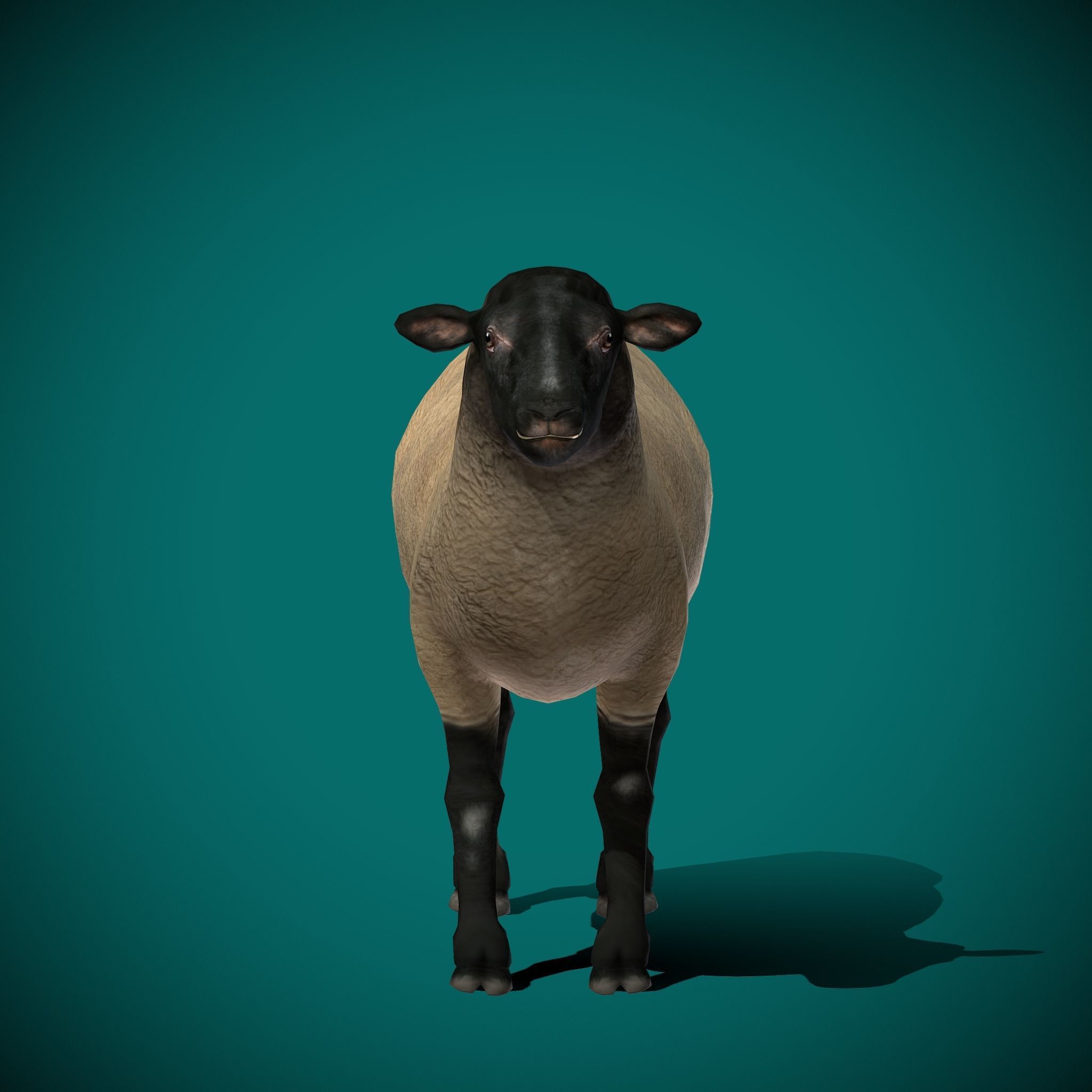 Suffolk Sheep Animal Low-poly 3D model_28