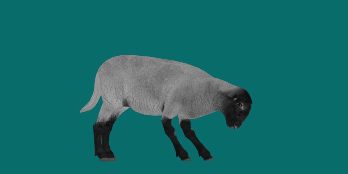 Suffolk Sheep Animal Low-poly 3D model_13