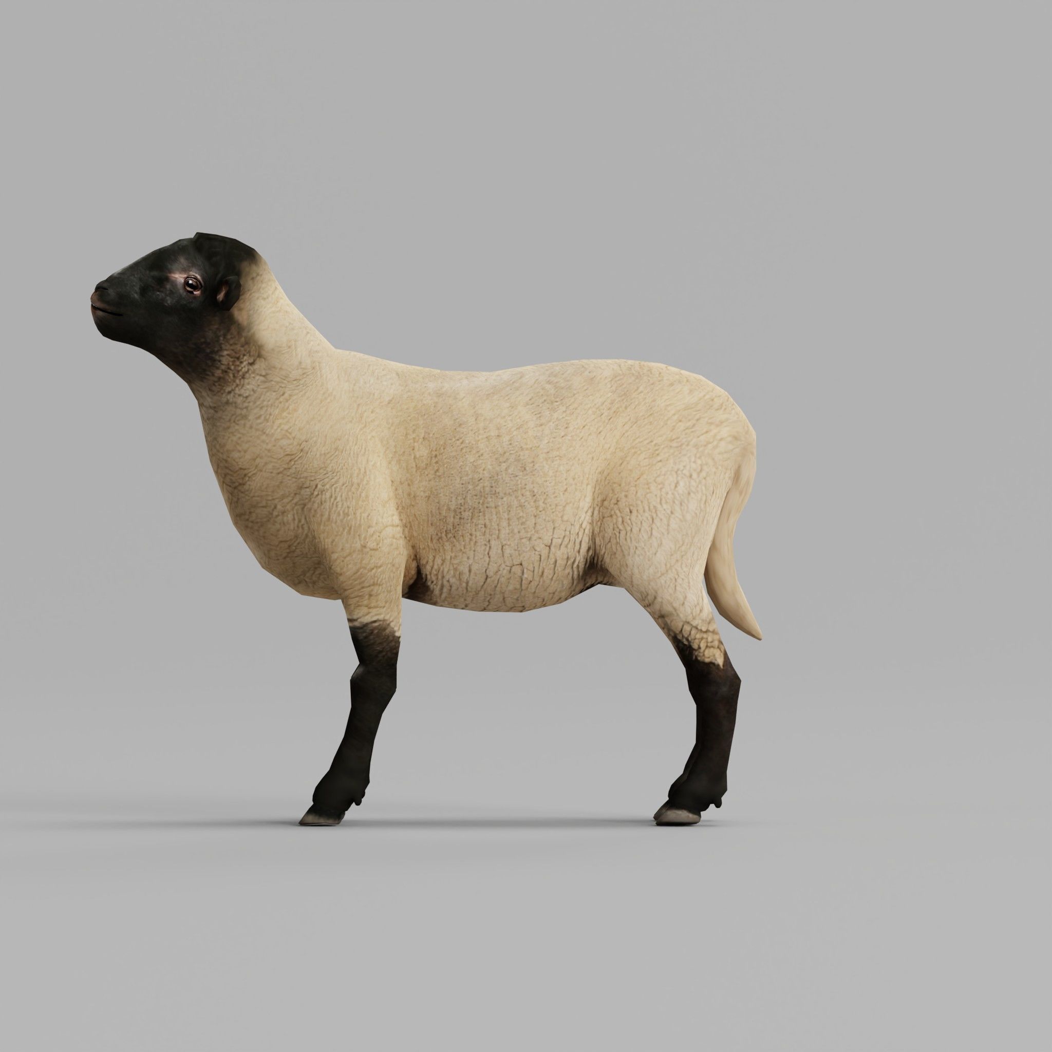 Suffolk Sheep Animal Low-poly 3D model_10