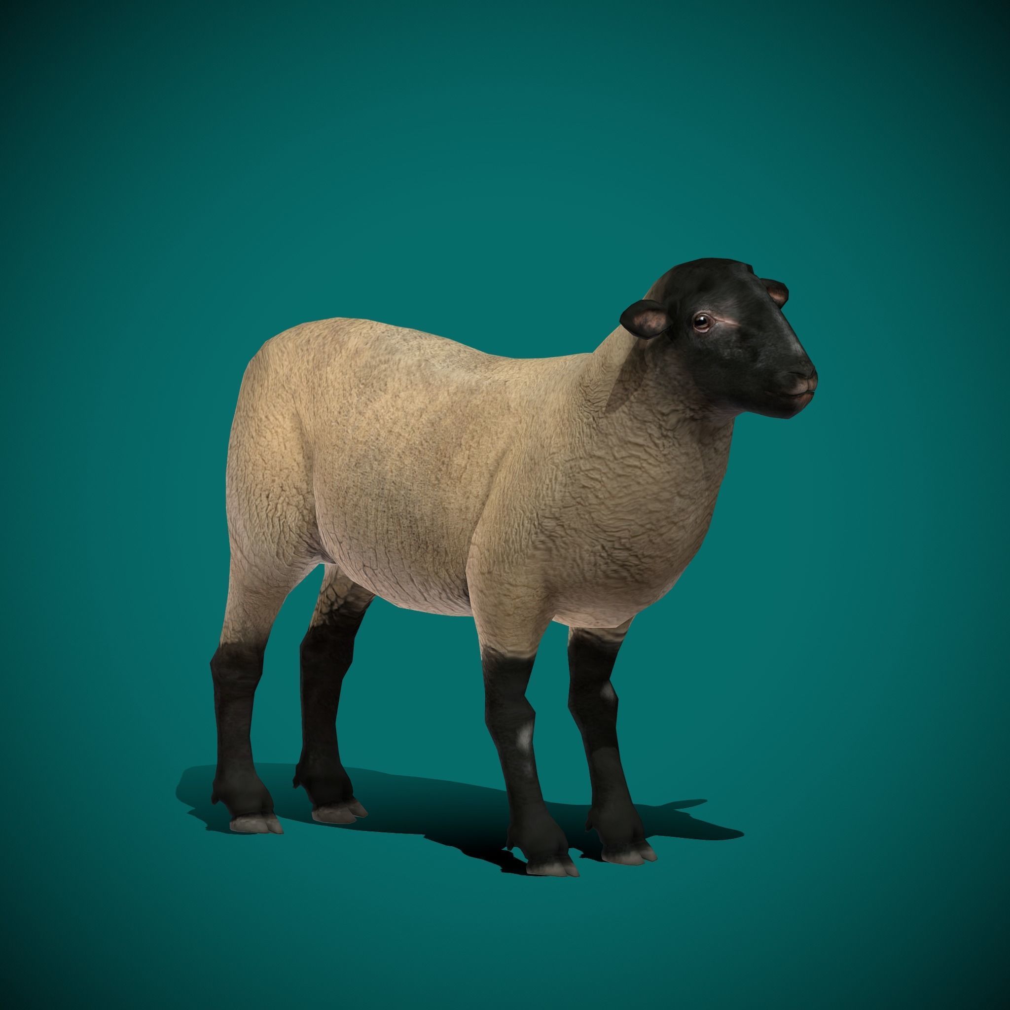 Suffolk Sheep Animal Low-poly 3D model_25