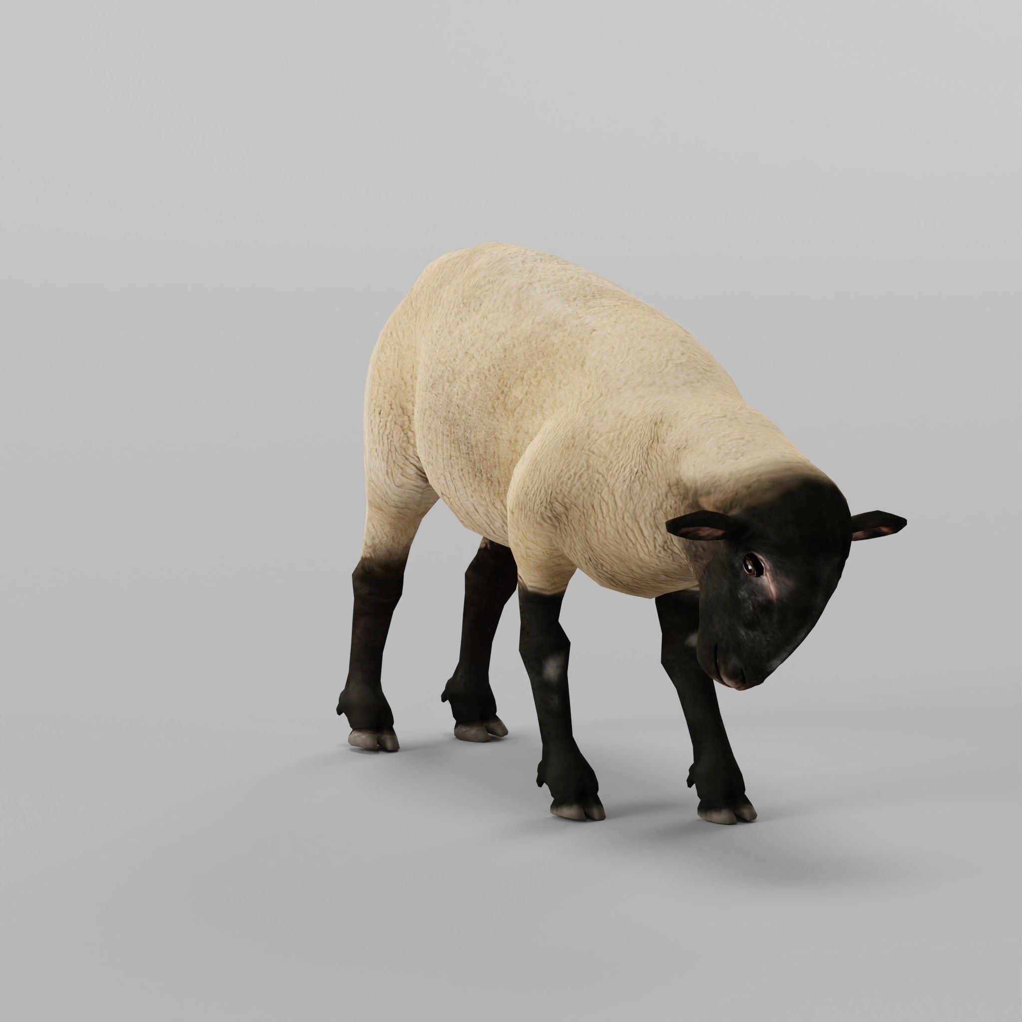 Suffolk Sheep Animal Low-poly 3D model_6