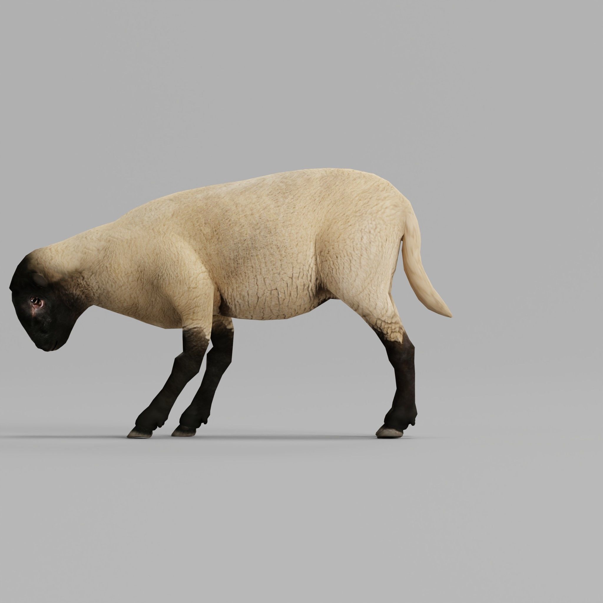 Suffolk Sheep Animal Low-poly 3D model_30