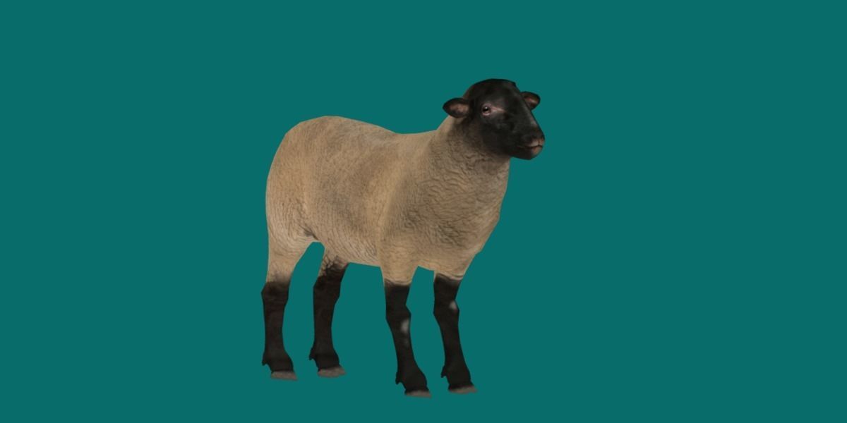Suffolk Sheep Animal Low-poly 3D model_15