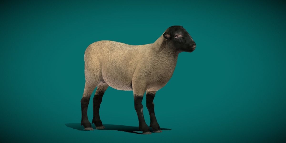 Suffolk Sheep Animal Low-poly 3D model_12