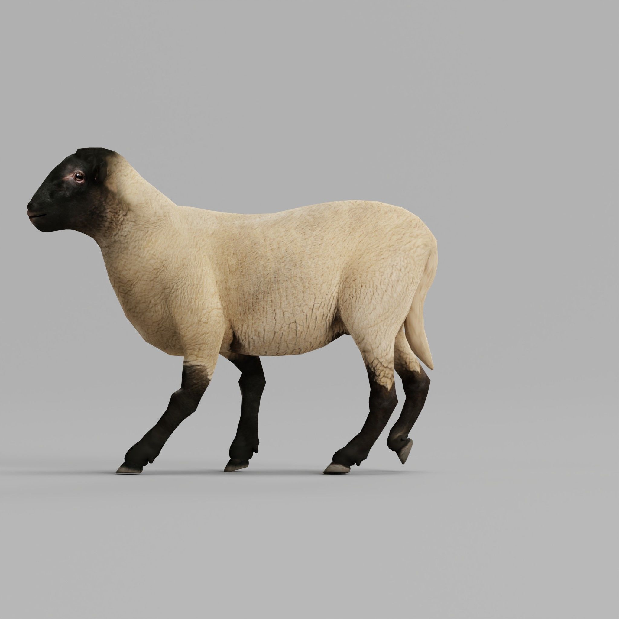 Suffolk Sheep Animal Low-poly 3D model_2
