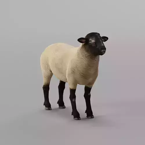 Suffolk Sheep Animal Low-poly 3D model