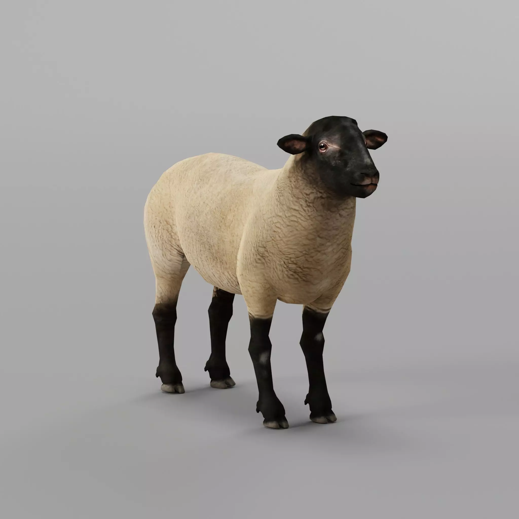 Suffolk Sheep Animal Low-poly 3D model_0