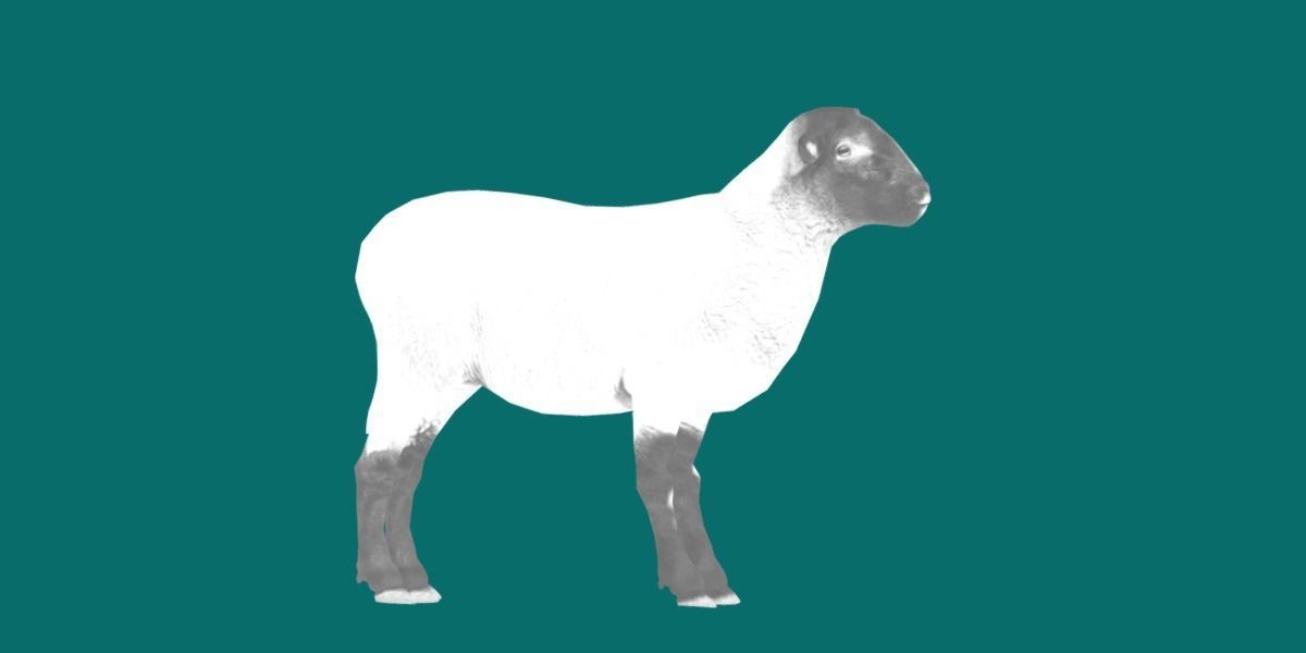 Suffolk Sheep Animal Low-poly 3D model_19