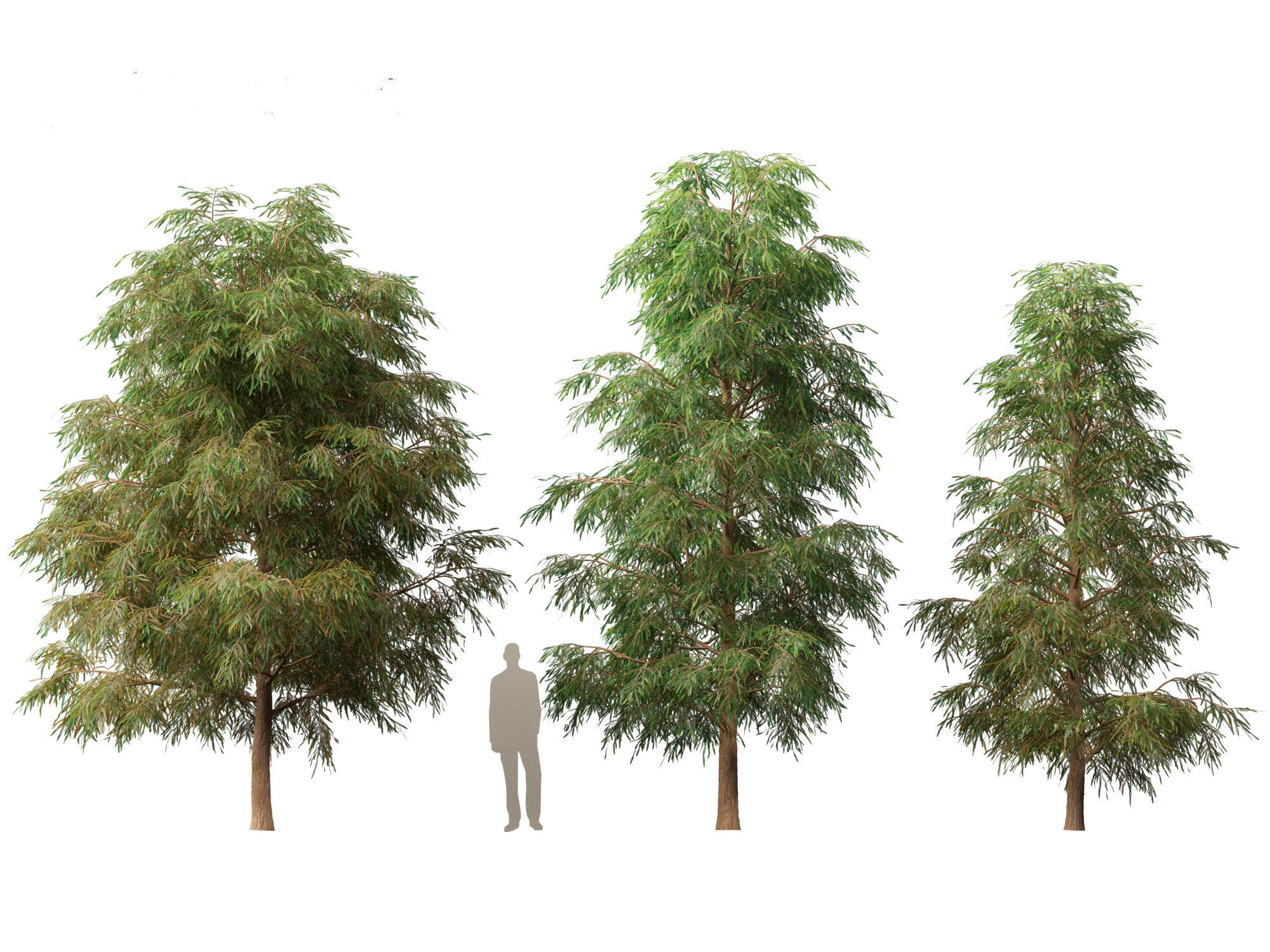 Taxodium mucronatum - Montezuma bald cypress 02 3D model_4