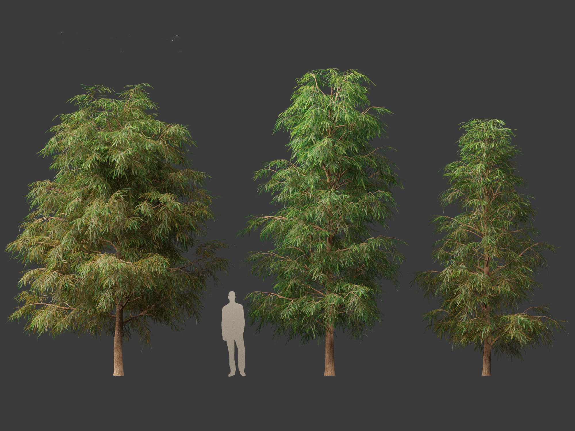 Taxodium mucronatum - Montezuma bald cypress 02 3D model_5