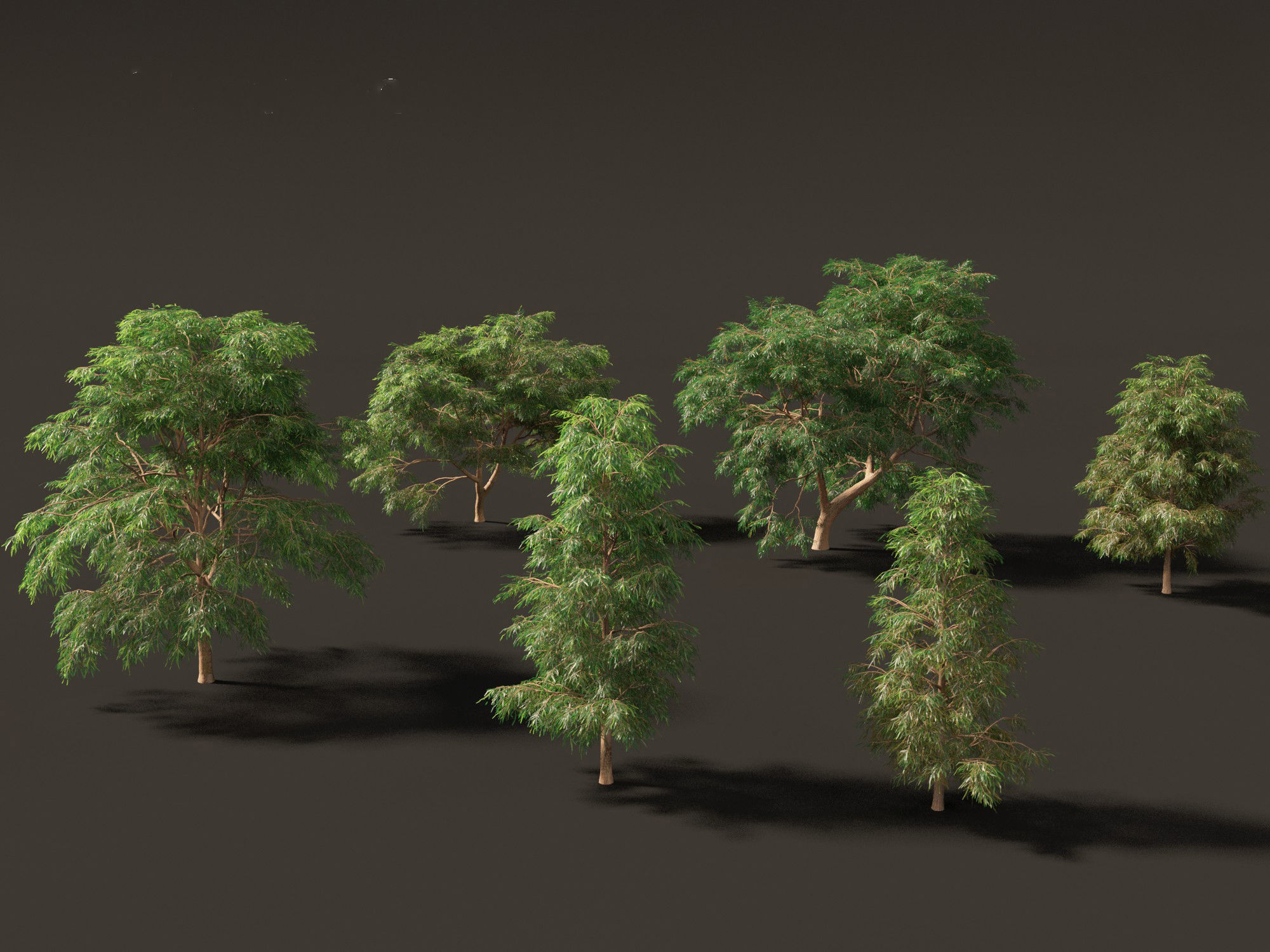 Taxodium mucronatum - Montezuma bald cypress 02 3D model_6