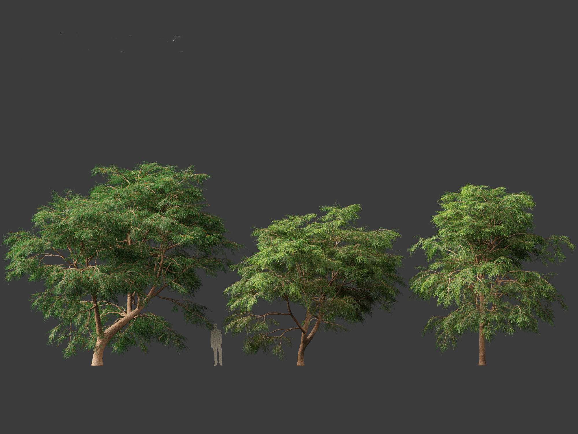 Taxodium mucronatum - Montezuma bald cypress 02 3D model_3