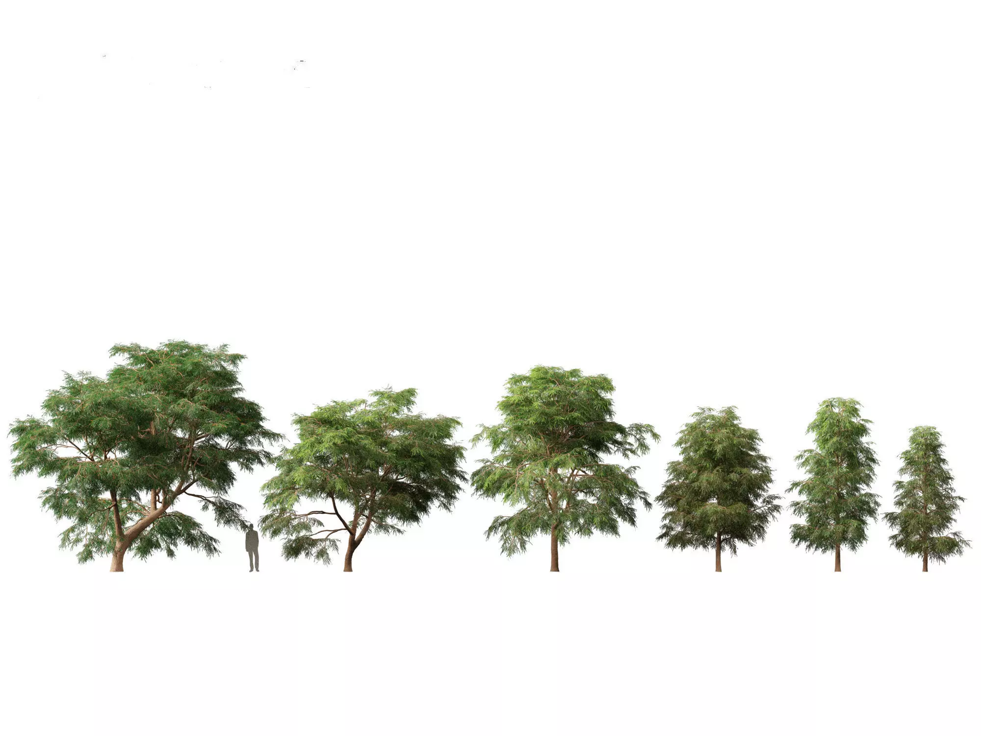 Taxodium mucronatum - Montezuma bald cypress 02 3D model_0
