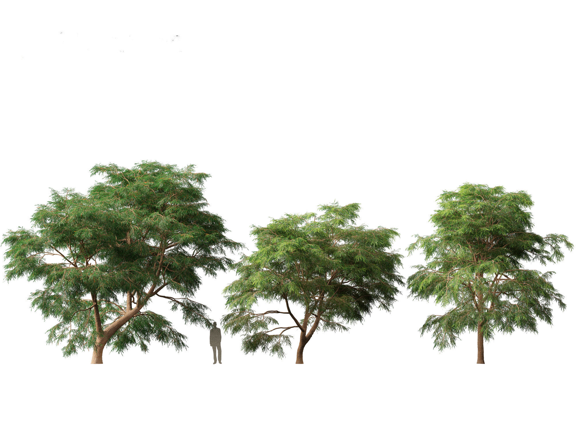 Taxodium mucronatum - Montezuma bald cypress 02 3D model_2