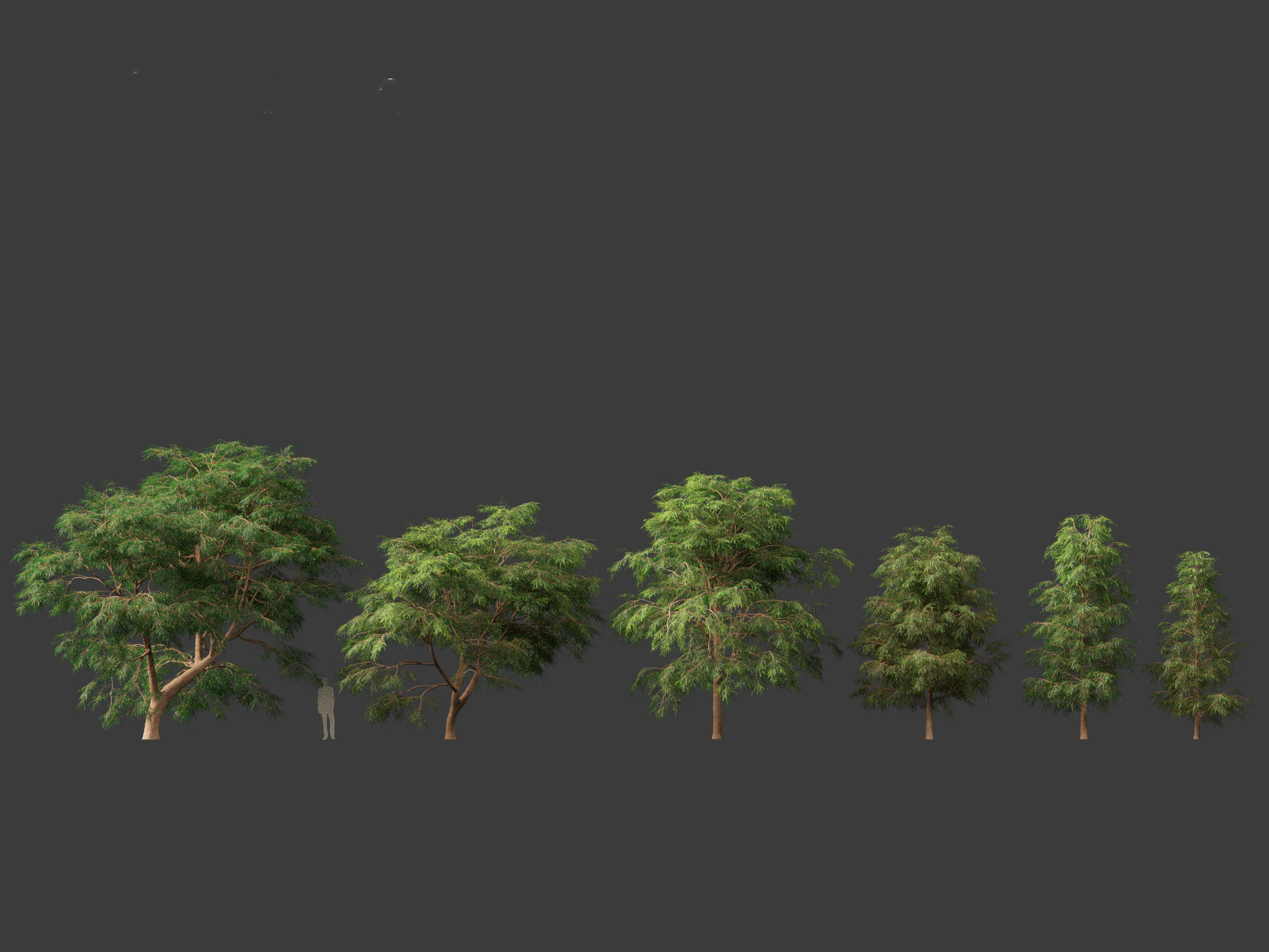 Taxodium mucronatum - Montezuma bald cypress 02 3D model_1