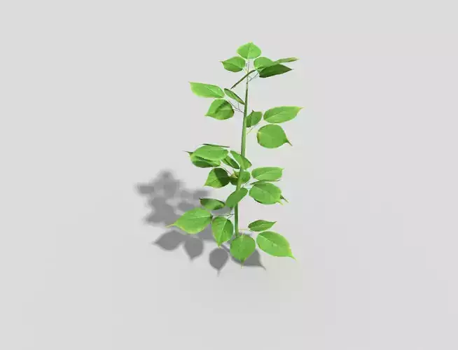 Low poly Plant