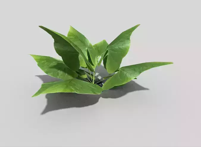 Low poly Plant