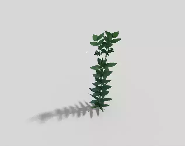 Low poly Plant