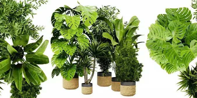 Collection plant vol 528 - blender model 