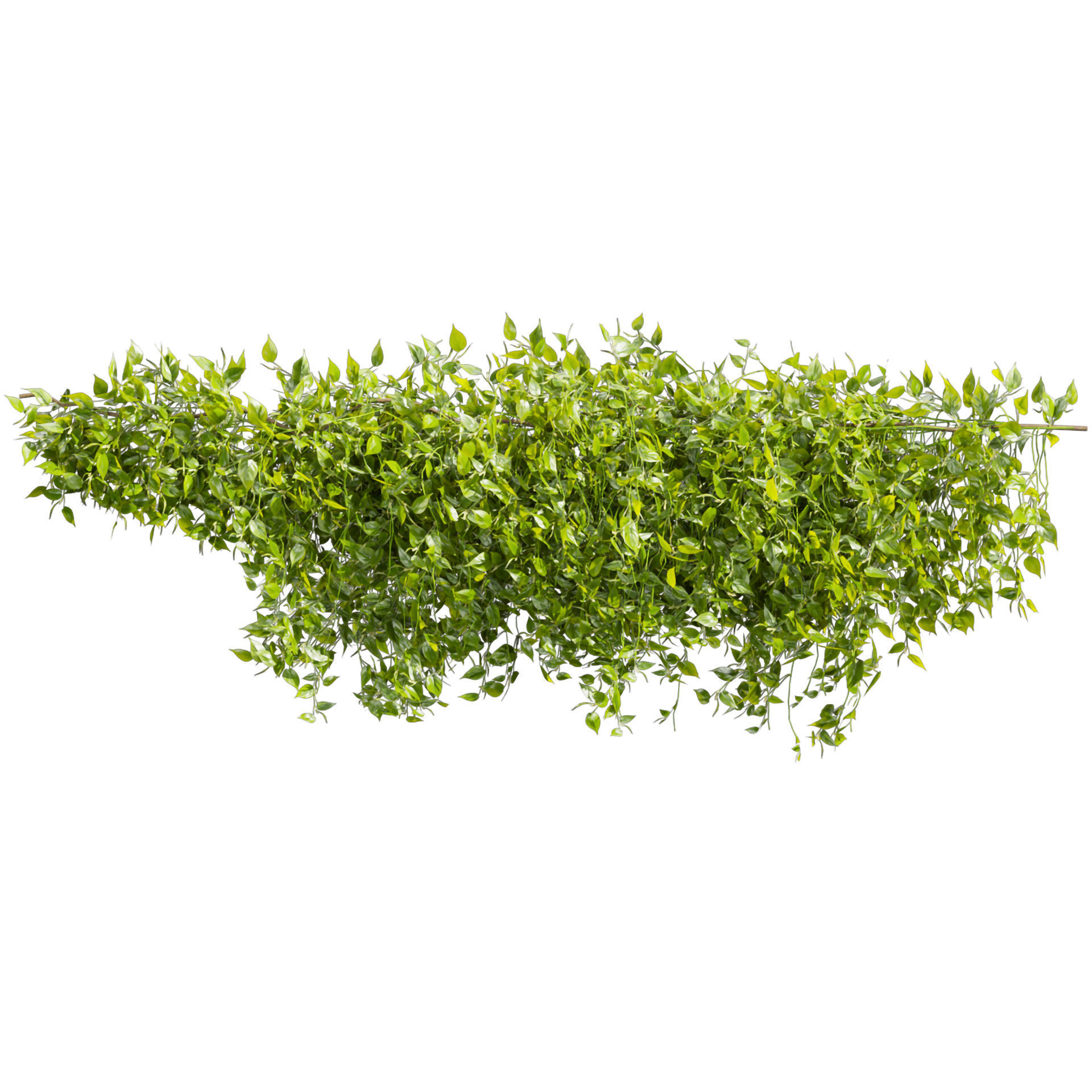 Collection plant vol 529 - bush - Outdoor - ivy - pothos  3D model_1