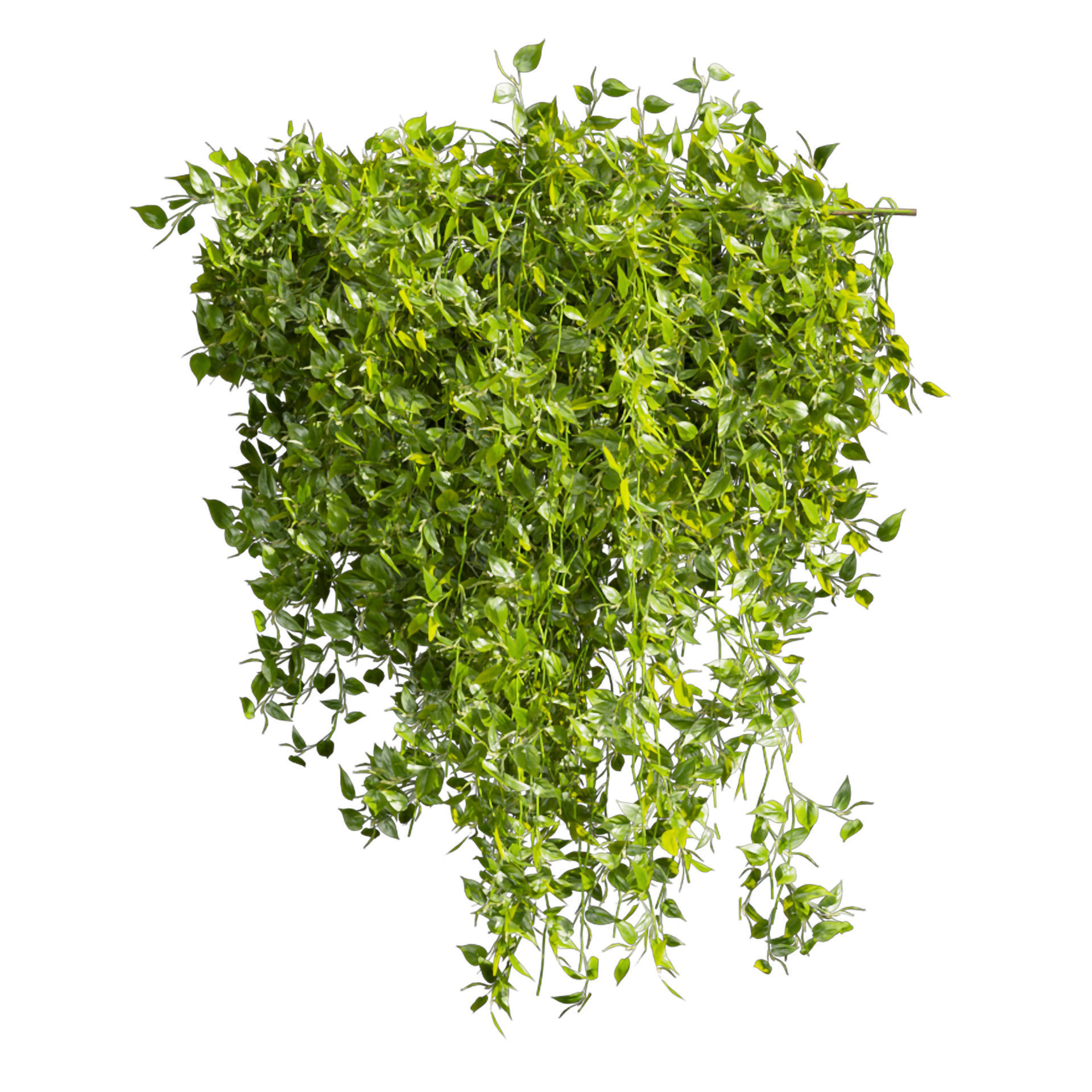 Collection plant vol 529 - bush - Outdoor - ivy - pothos  3D model_5
