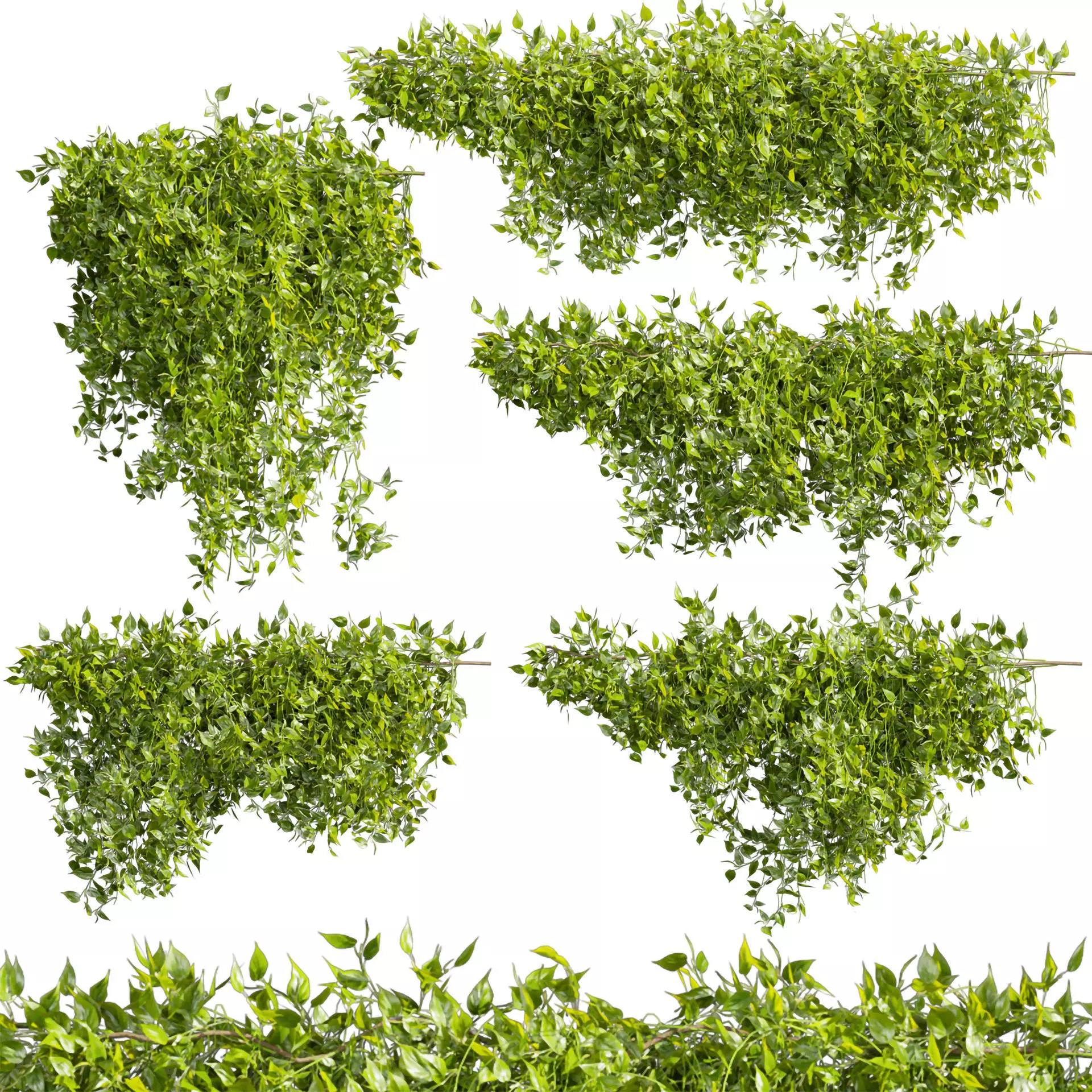 Collection plant vol 529 - bush - Outdoor - ivy - pothos  3D model_0