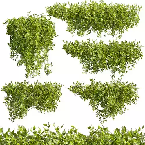 Collection plant vol 529 - bush - Outdoor - ivy - pothos  3D model