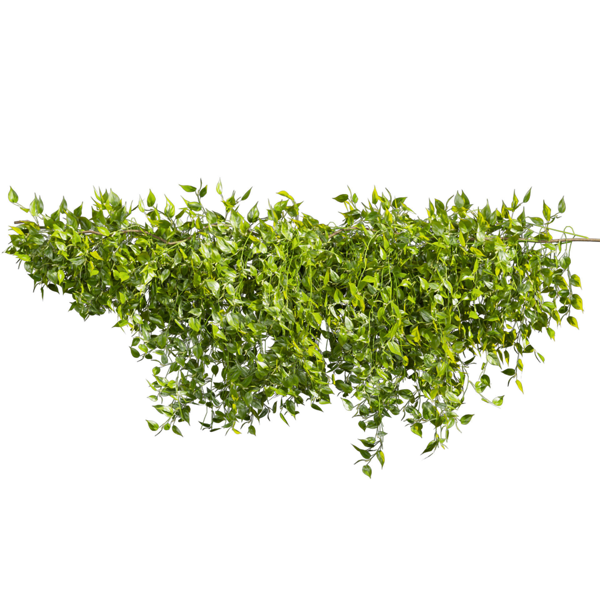 Collection plant vol 529 - bush - Outdoor - ivy - pothos  3D model_3