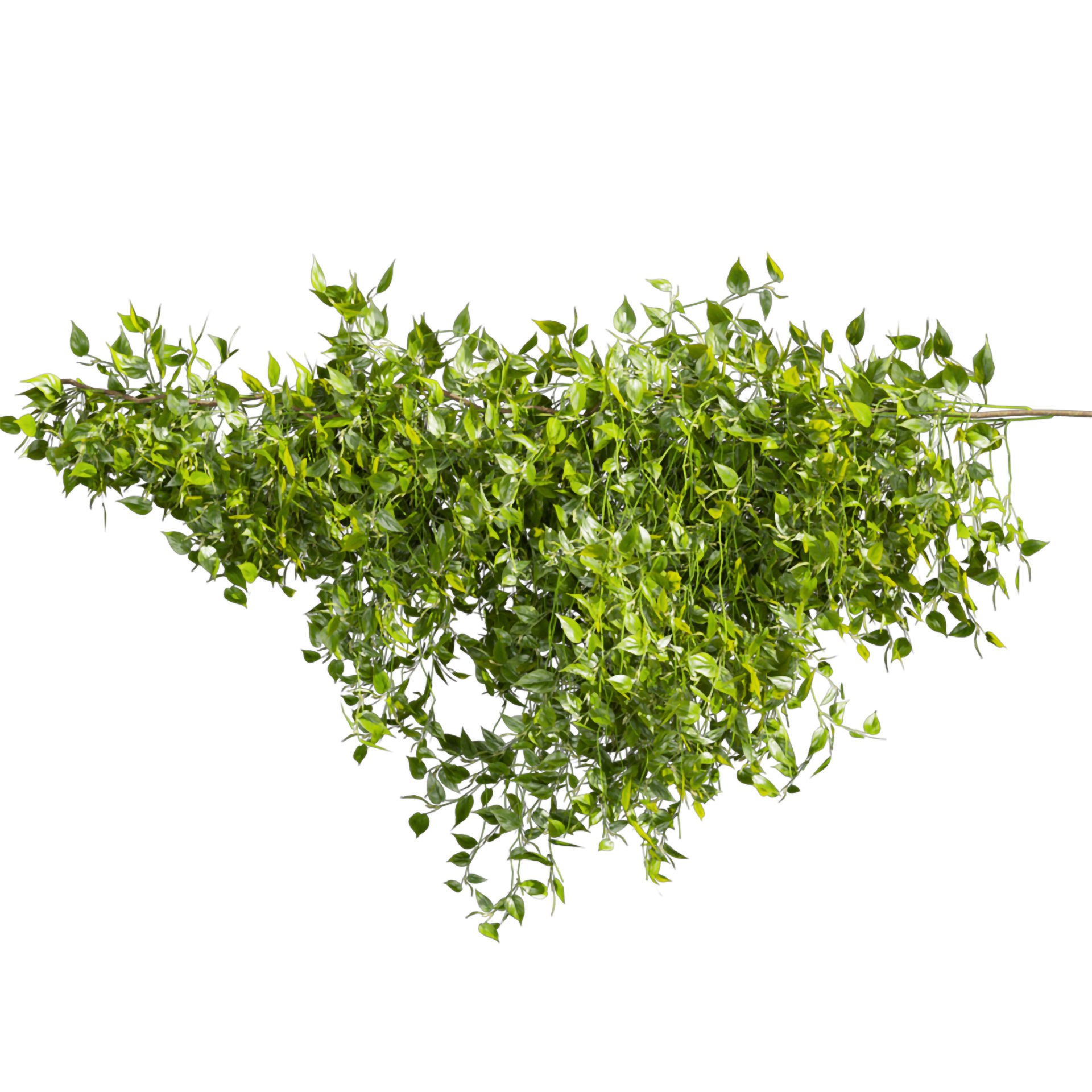 Collection plant vol 529 - bush - Outdoor - ivy - pothos  3D model_2