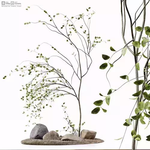Decoration Indoor Plant