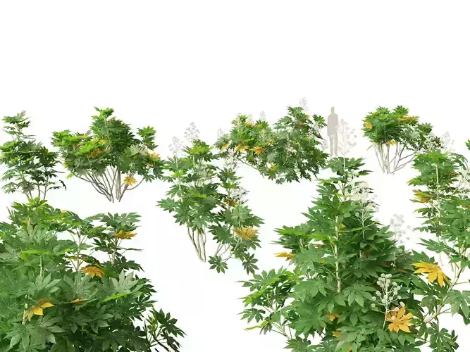 Fatsia japonica - Japanese aralia