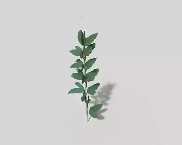 Low poly Plant eucalyptus leaf