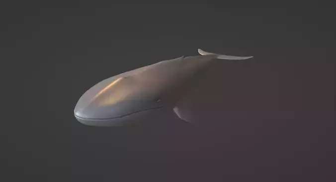 Whale 