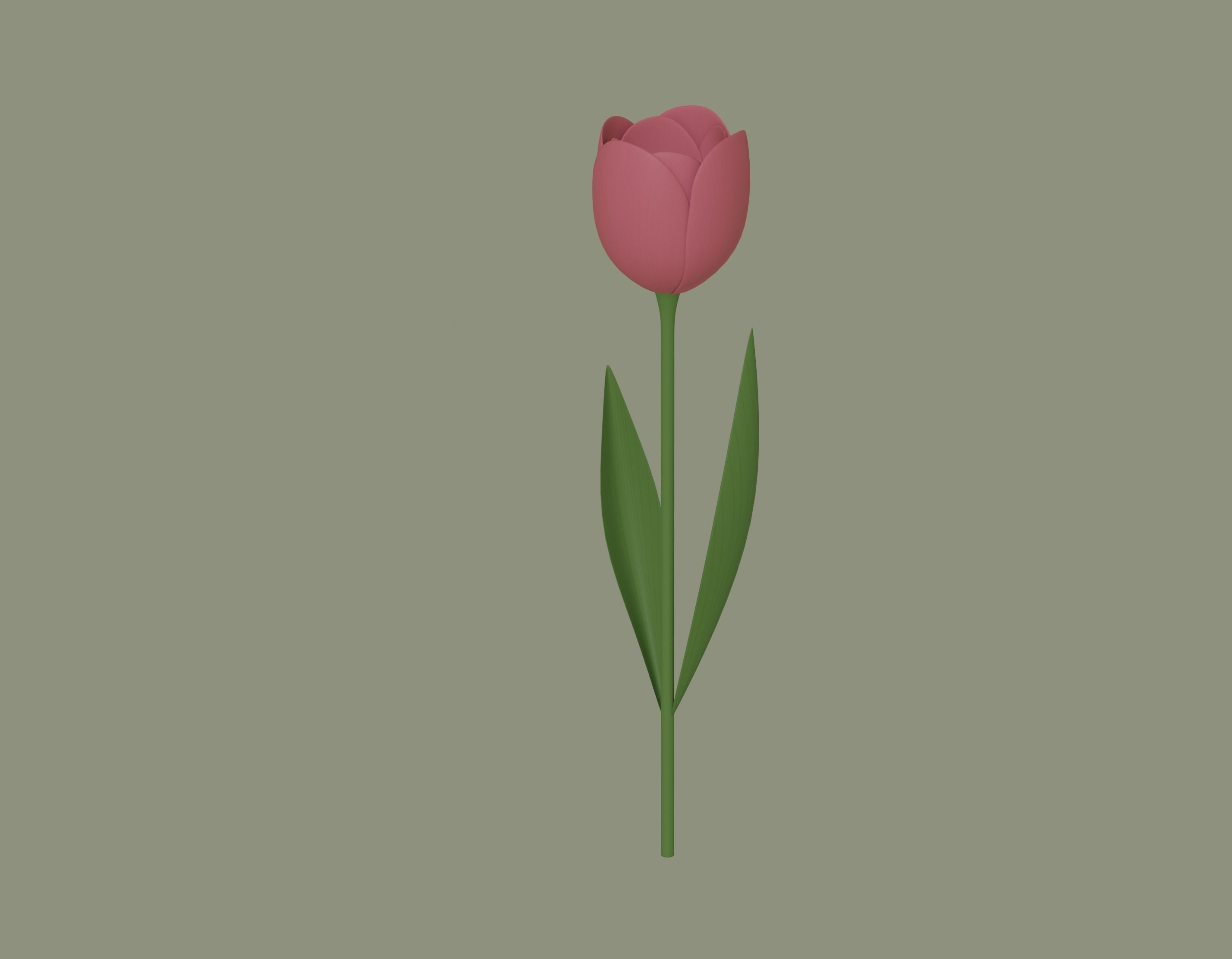 Tulip 3D model_2